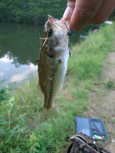 ブラックバスの釣果