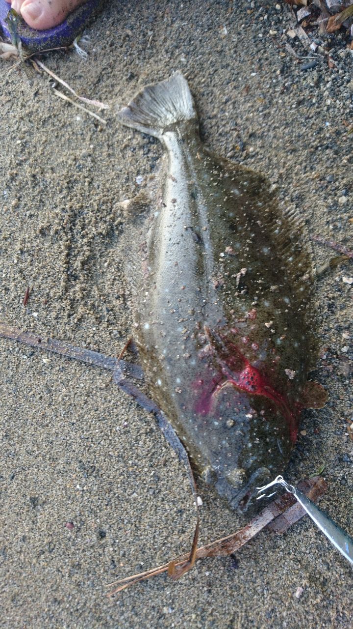 ヒラメ