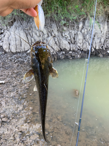 ナマズの釣果