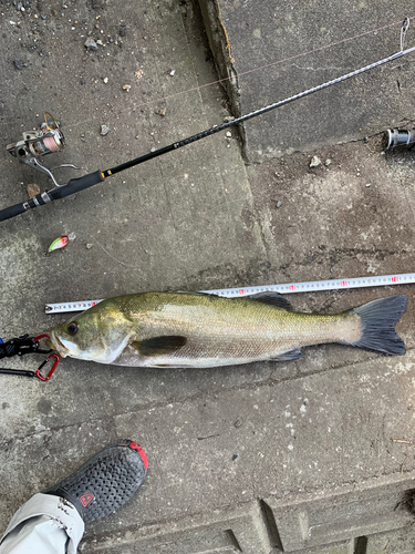 シーバスの釣果