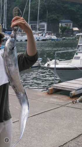 タチウオの釣果