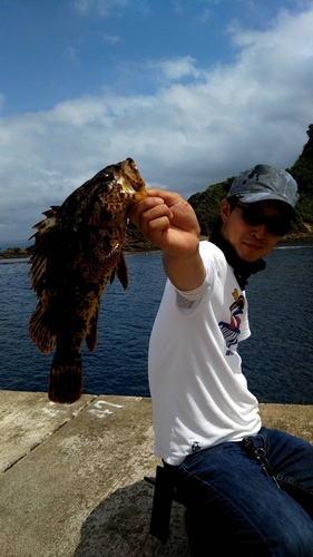 ベッコウゾイの釣果