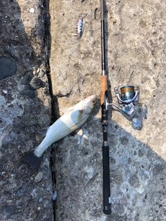 セイゴ（マルスズキ）の釣果