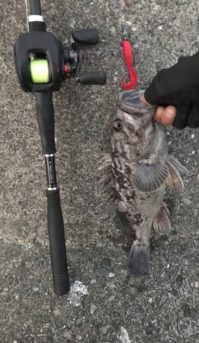 クロソイの釣果