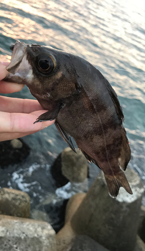 メバルの釣果