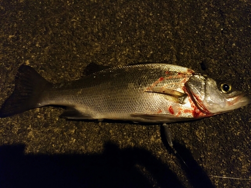 スズキの釣果