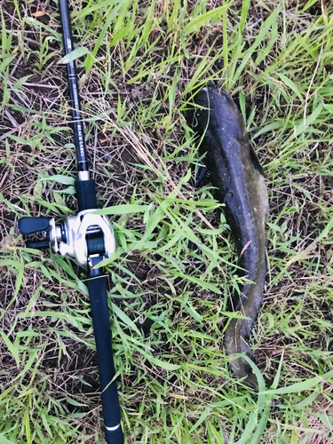 ニホンナマズの釣果