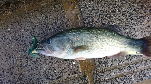 ブラックバスの釣果