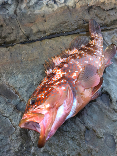 キジハタの釣果