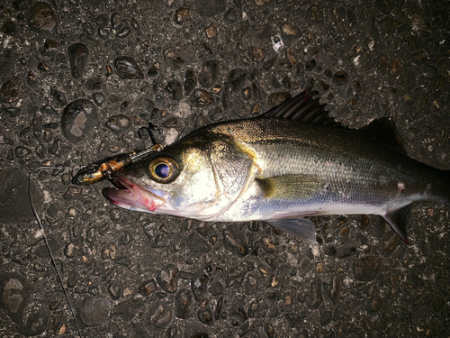 セイゴ（マルスズキ）の釣果