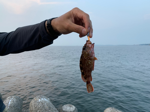 ガシラの釣果