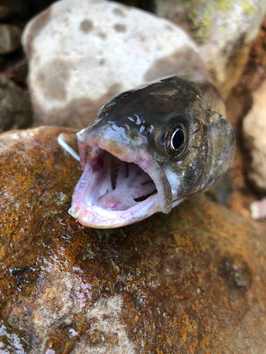 イワナの釣果