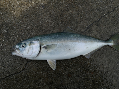 ツバスの釣果