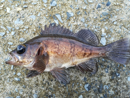 メバルの釣果