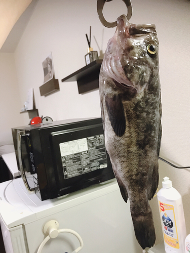 クロソイの釣果