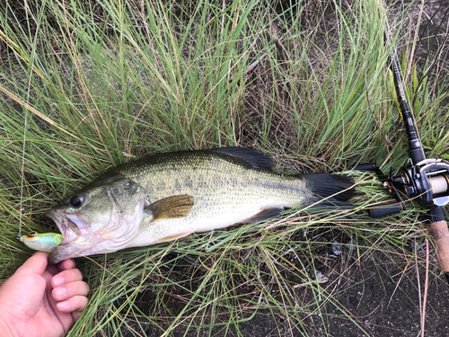 ブラックバスの釣果