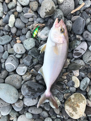 ショゴの釣果