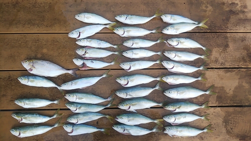 ワカシの釣果