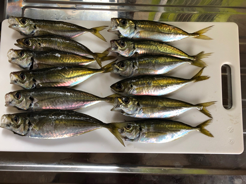 アジの釣果