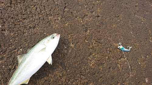 ツバスの釣果