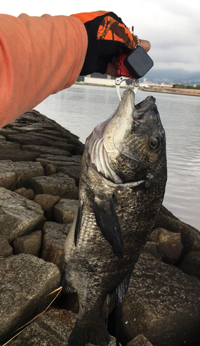 チヌの釣果