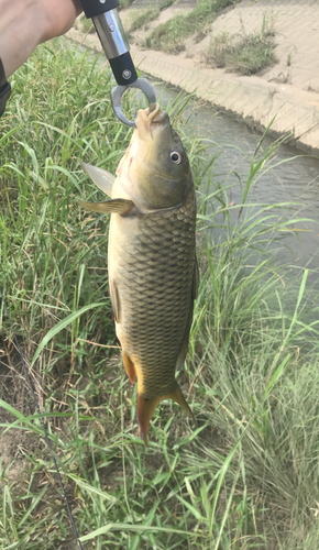 コイの釣果