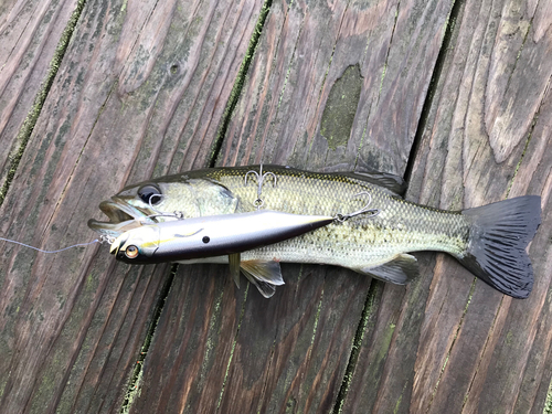 釣果