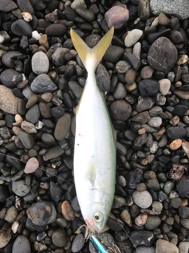 ワカシの釣果