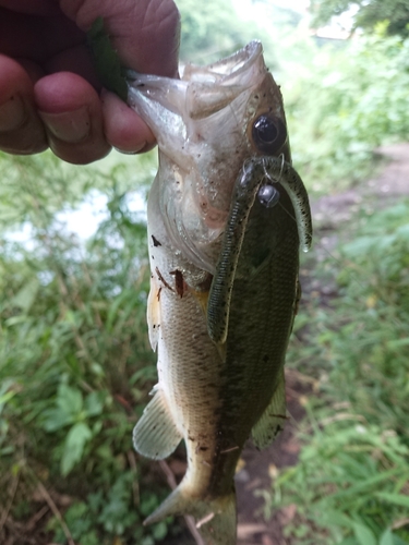 釣果