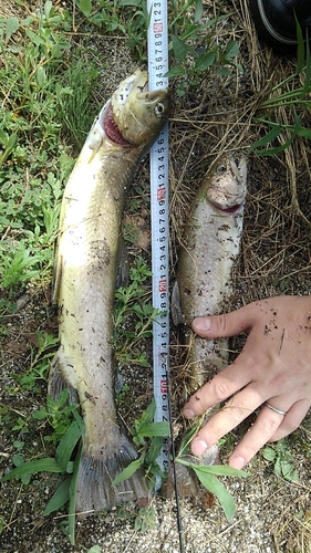 イワナの釣果