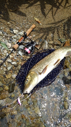 ニゴイの釣果