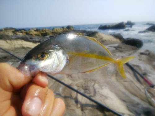 シマアジの釣果