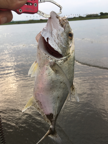 メッキの釣果