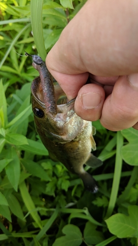 ブラックバスの釣果