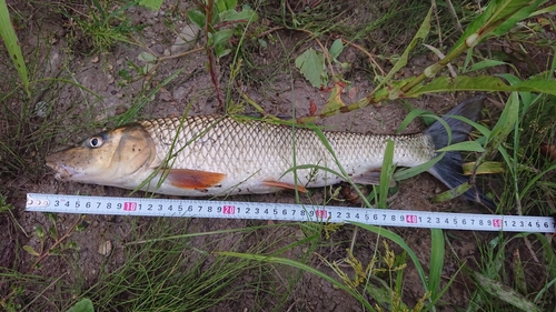 ニゴイの釣果