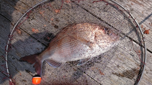 マダイの釣果