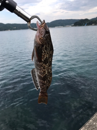 アイナメの釣果