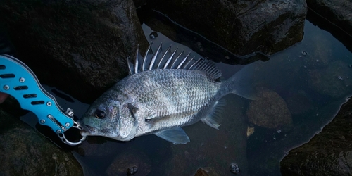 キビレの釣果