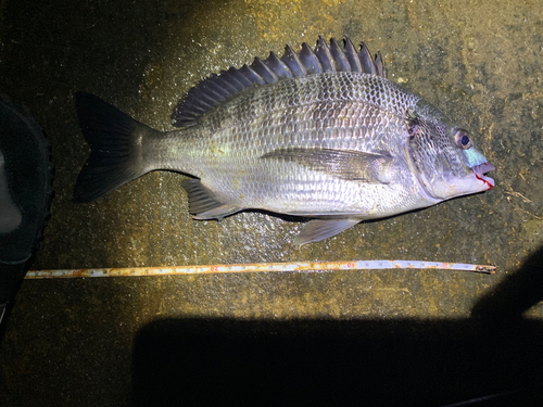 チヌの釣果