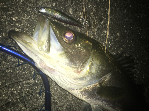 スズキの釣果