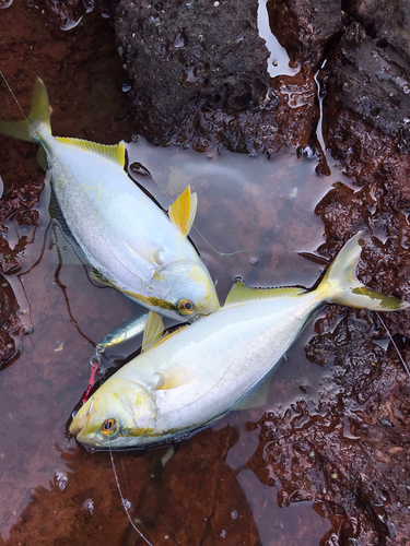 カンパチの釣果