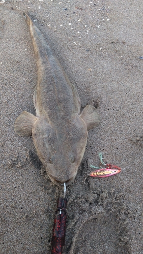 マゴチの釣果