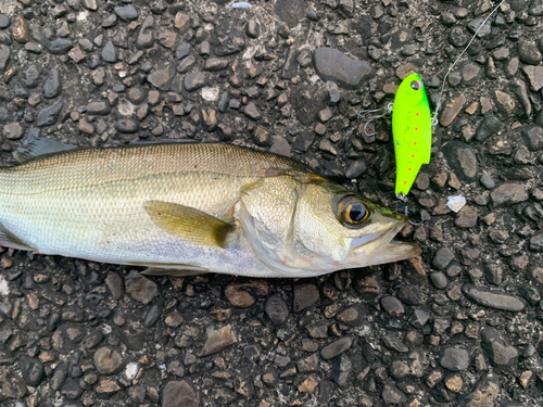 セイゴ（マルスズキ）の釣果