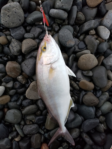 カンパチの釣果