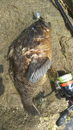 ムラソイの釣果