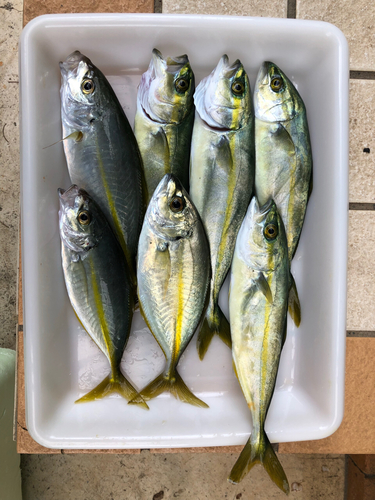 シマアジの釣果