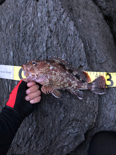 カサゴの釣果