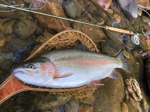 ニジマスの釣果