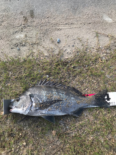 クロダイの釣果