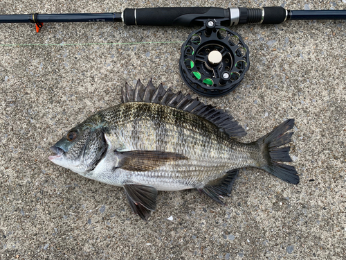 クロダイの釣果